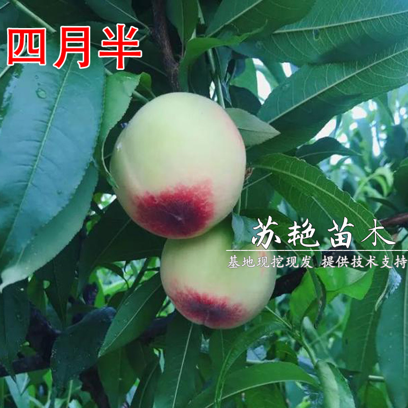 早熟嫁接桃树苗四月半水蜜桃甜脆特大果南北方种植地栽当年结果