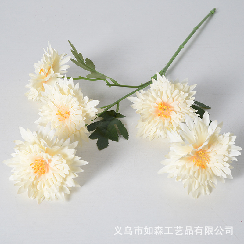 Flame chrysanthemum champagne