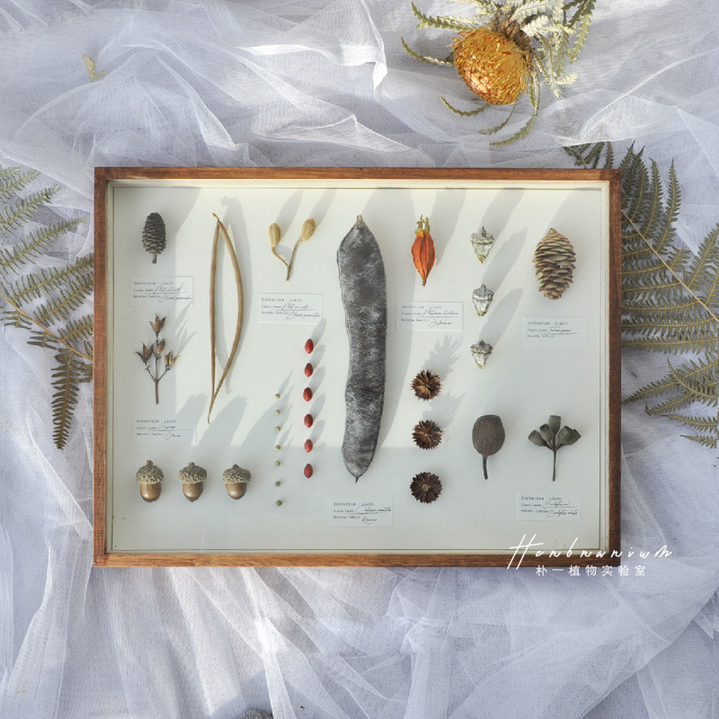Specimens, Plants, Fruits, Leaves, Insects, Butterflies, Dried Flowers, Retro Photo Frames, Handmade Forest Decorative Paintings, Wall Hangings