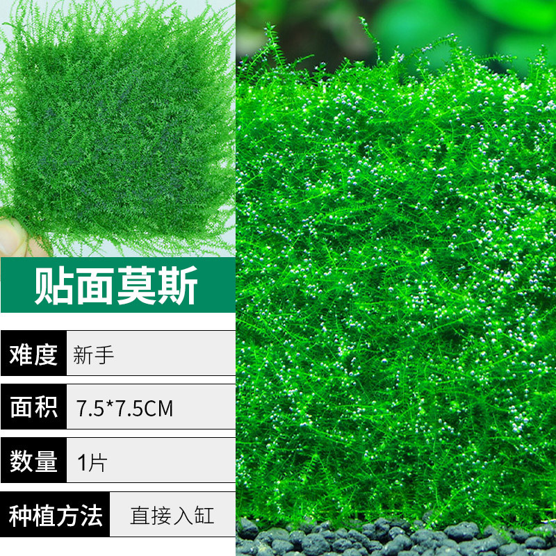 베니어 모스【얼리 어답터 가격❤특별한 제안]