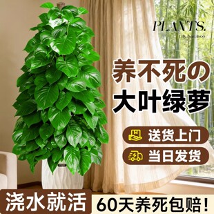 ���~�G�}�����Կ͏d���;Gֲ�k���҃ȳ���ȩ�����՚��·����B�G�j