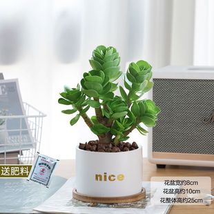 �lؔ����XľС���Ԙ仢Ƥ�m���~���k���҃�����Gֲ��ؔ����