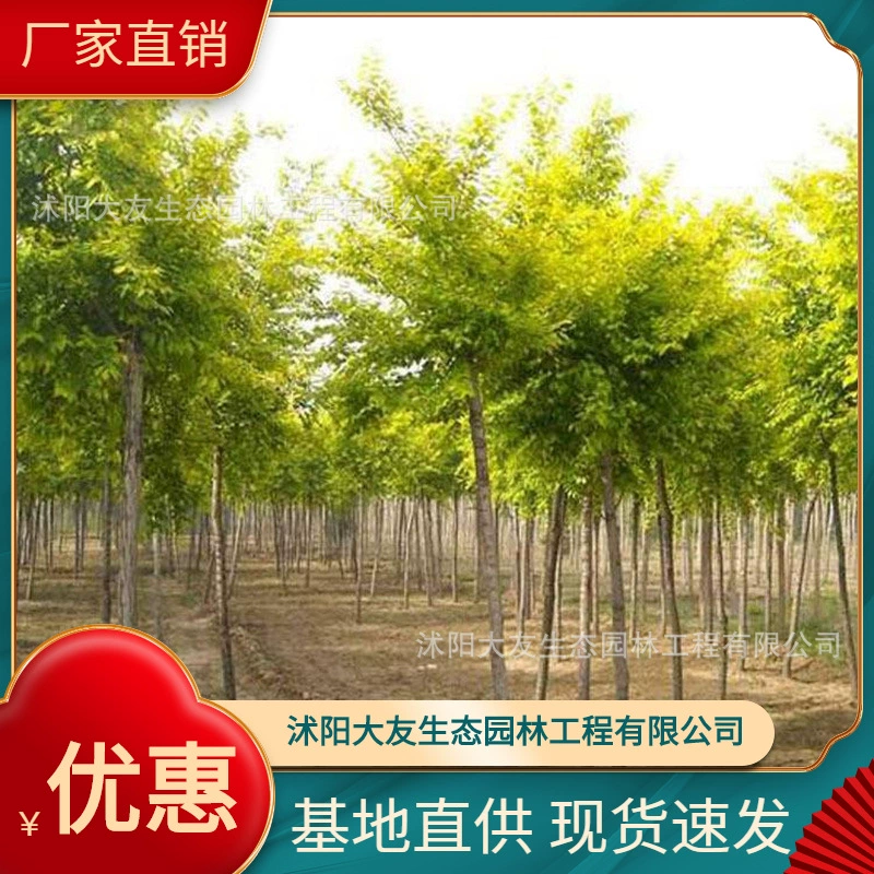 База Оптовая Продажа Саженцы софоры Golden Branch Саженцы Золотой софоры Живописный район Ландшафтный дизайн Дорога Садовая техника Озеленение Саженцы