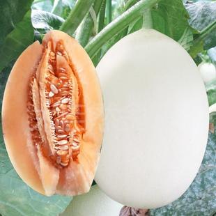Super Sweet White-Skinned Melon Seeds, Extra Large Crispy Pear Melon Seeds, White-Skinned, White-Fleshed, Red-Fleshed Spring and Summer Fruit Seeds