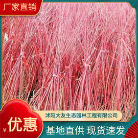 供应各/植物 /苗 /子 基地直销 红端木 红瑞木苗