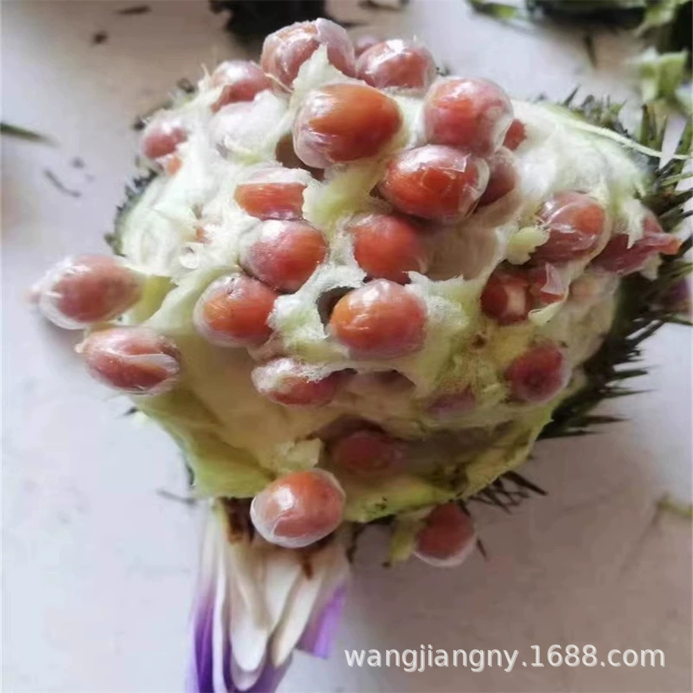 Euryale семена куриная голова фрукты водные растения куриная голова настоящая красная голова куриная голова рисовые семена гидропонное растение