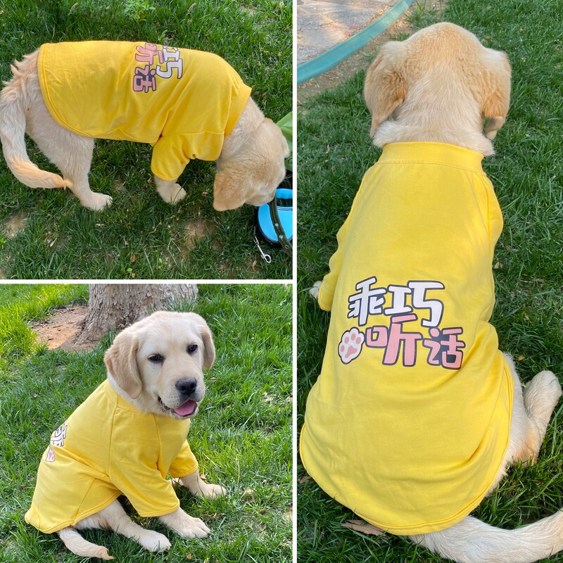 狗狗夏天衣服中大型犬薄款T恤金毛拉布拉多边牧春秋柔软透气绢花|undefined