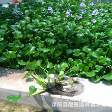 江苏沭阳水生花卉批发 凤眼莲 水葫芦水体绿化树苗 河道治理植物