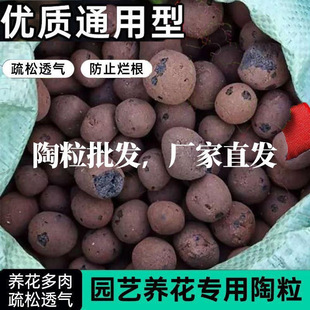 Special Gift for Christmas Atmosphere with Expanded Clay for Flower Pots, Expanded Clay Gardening Succulent Flower Pots, Hydroponic Dragon Blood Tree