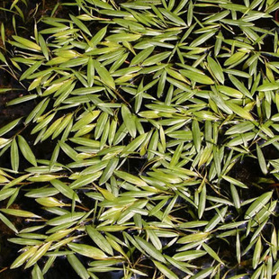 Factory Wholesale Eye Seedling Seedlings Duck Grass Water Chopping Board Water Floating Greening Raw Aquatic Herb Eye Seedling Seedlings