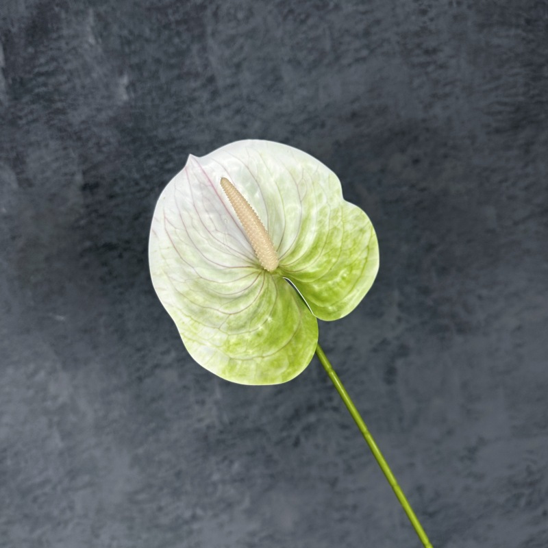 Decoración de Escenarios de Boda con Anturios Simulados, Decoración del Hogar, Accesorios de Fotografía, Adornos de Flores Artificiales en 3D para Venta al por Mayor