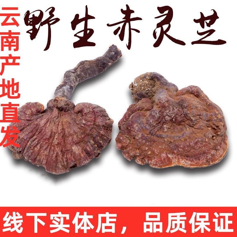 云南野生灵芝整枝林芝特产干货非长白山赤灵芝草切片黑紫灵芝
