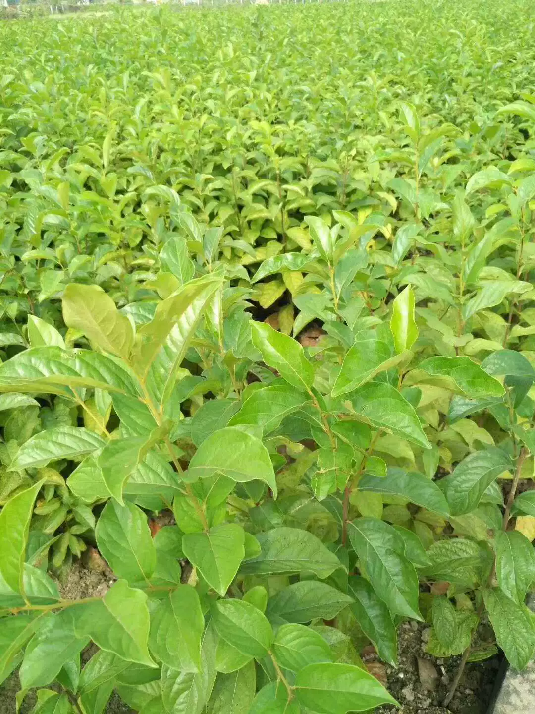 Тайцю Сладкая хурма Специальная рассада подвоя Рассада Дикая хурма Рассада