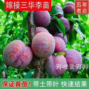 �����X���y�����A���Ә���޽�ˮ����t������������������Ә���