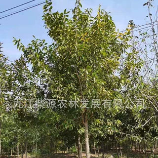 【规格齐全】栓皮栎小苗软木 粗皮青冈栓皮栎10公分栓皮栎15公分