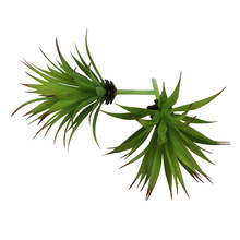 �������ֲ�� ��֧�����m ʯ��ݼٻ�����diy��������Gֲ�辰