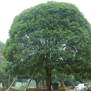 Wholesale朴树 Seedlings, Courtyard Planting of Ornamental Greening Seedlings with High Survival Rate, Garden Engineering Greening朴Tree Seedlings