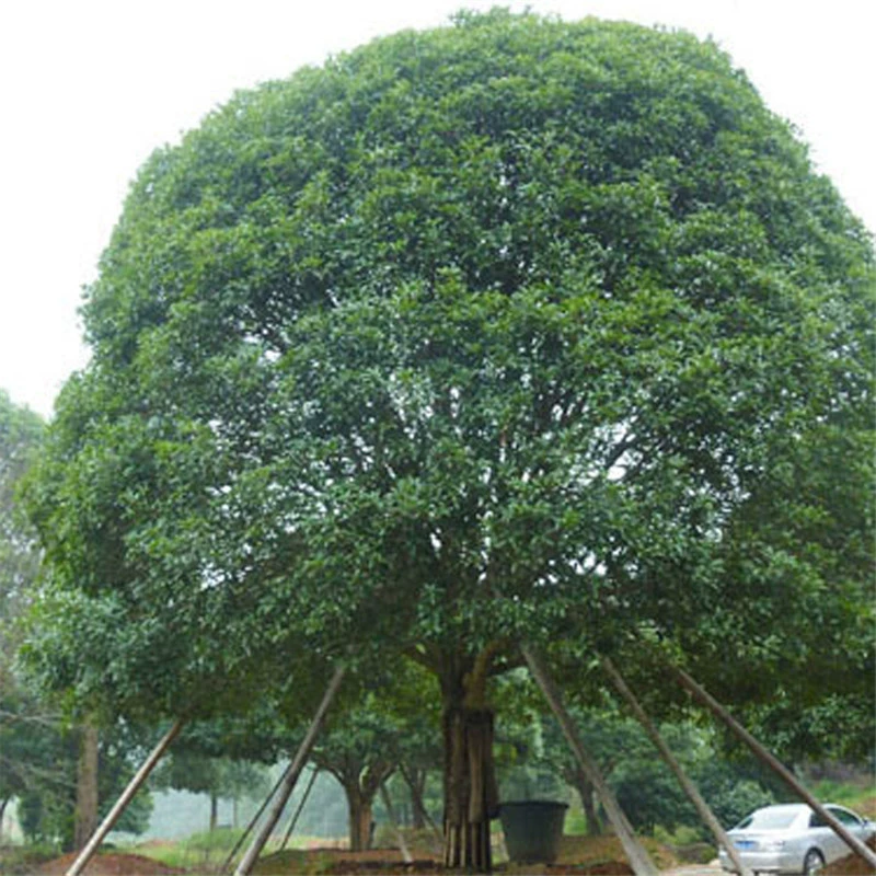 Оптовая продажа саженцев Пушу, посадка в дворе декоративных саженцев для зеленения с высокой выживаемостью, садовые инженерные саженцы для зеленения Пушу