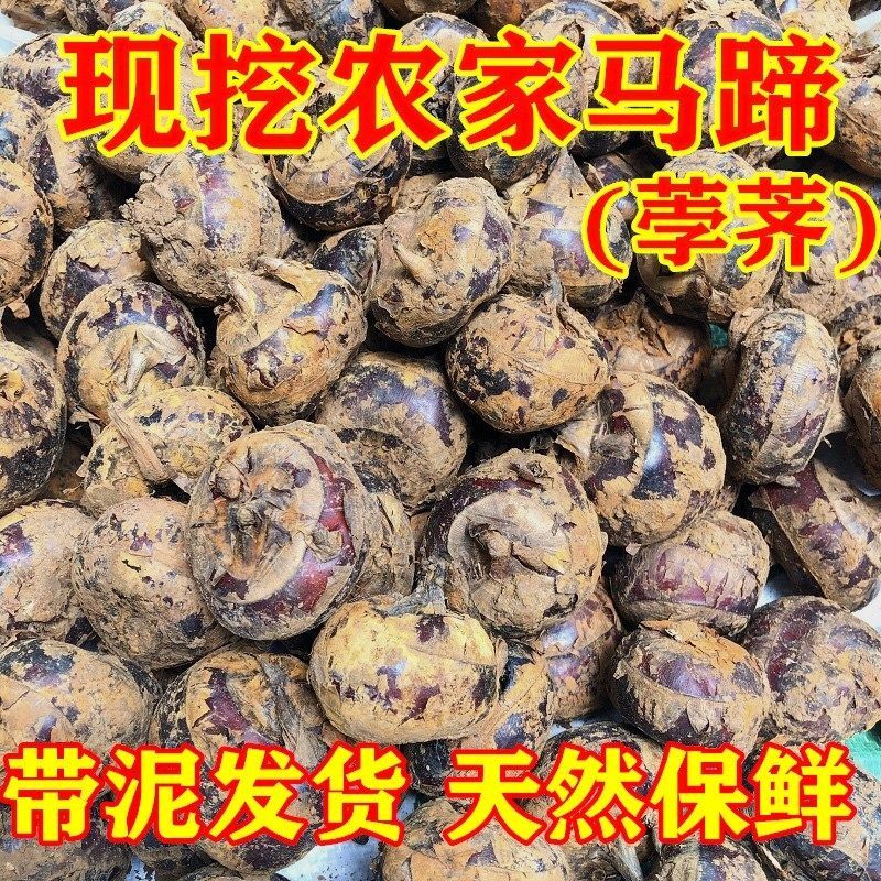 广西荔浦特产马蹄新鲜带泥大个马蹄挖荸荠脆甜当季水果蔬菜马蹄包