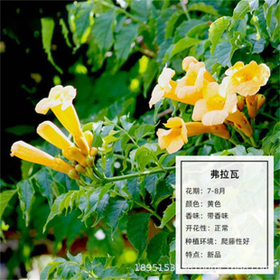 New American Lingxiao Flower Seedlings Balcony Florals and Green Plants Outdoor Courtyard Greening Firecracker Florals Winter Climbing Plants