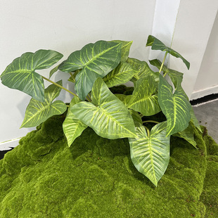 ����ֲ��ˮ���̈������[�O�O���~��������~����ˮ���~���������~