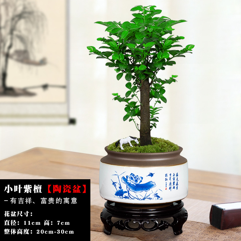 [점점 상승] 단극 소형 로즈우드 + 파란색과 흰색 484 (물받이 포함)