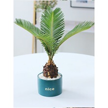 室内绿植盆栽巴西铁树植物日本四季好养活的室内网红绿植桌面盆栽