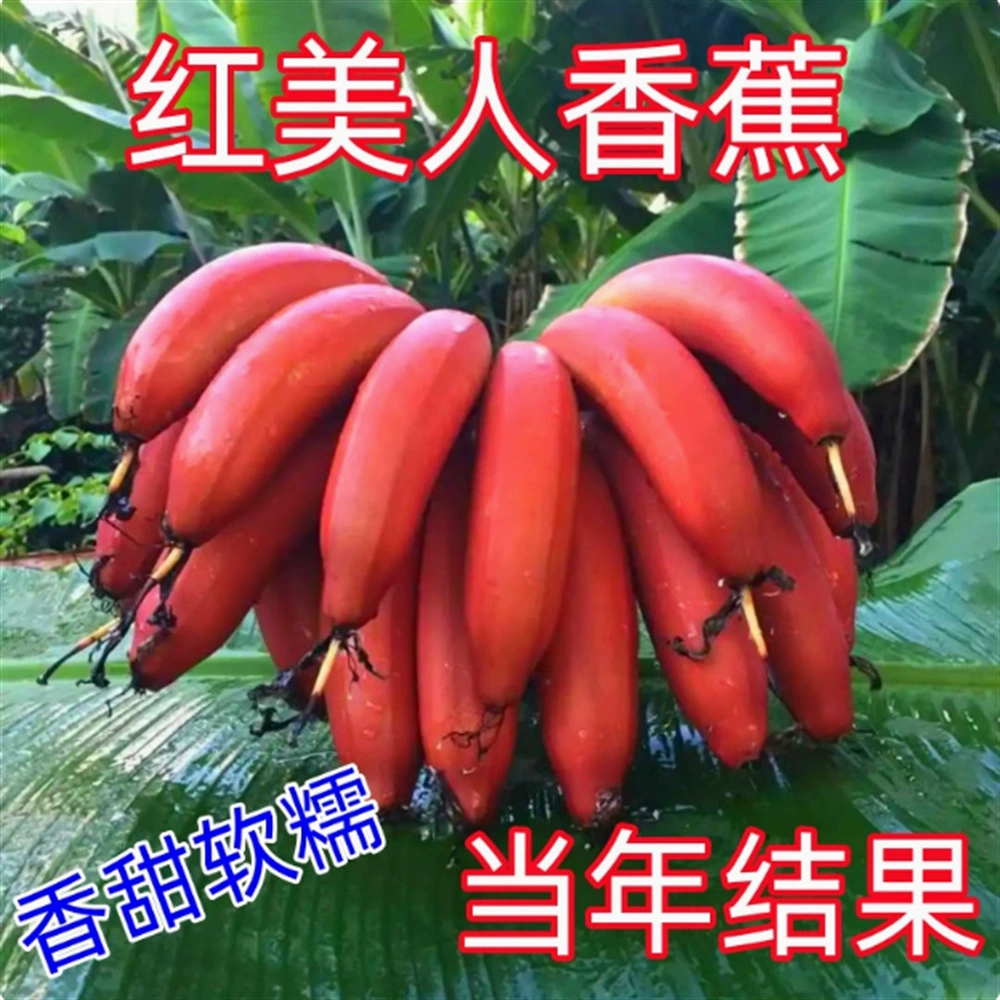 Williams Банановая рассада № 9 Банановая рассада Высокая урожайность