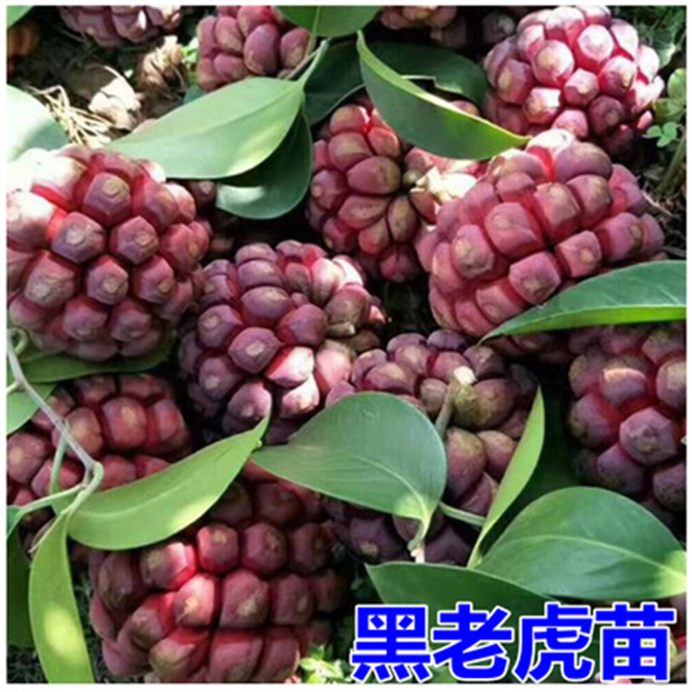 盆栽地栽黑老虎布福娜水果树苗爬藤庭院阳台盆栽地栽野果当年结果