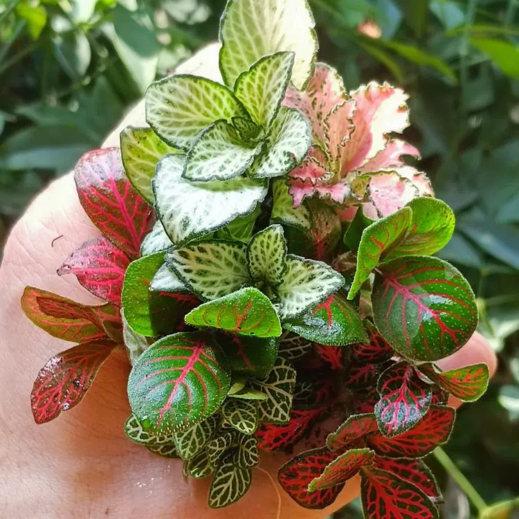 Микро-ландшафтный материал DIY сетчатая трава одиночное растение свежая зеленая посадка экологический цилиндр водно-сухопутный аквариум ландшафтный папоротник