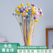 云南永生花黄金球干花花束diy材料简约家居装饰道具厂家直发花艺