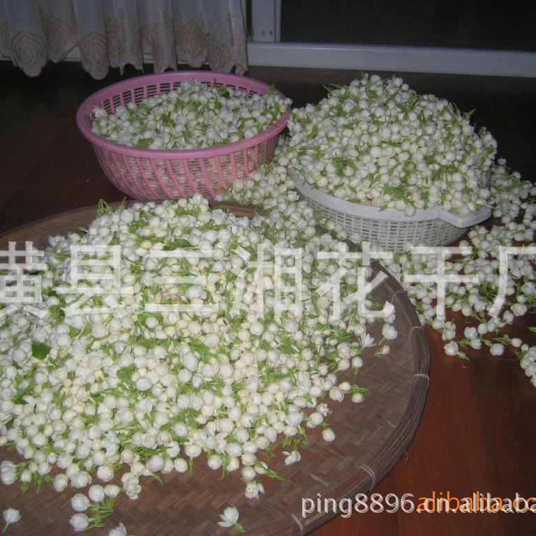 产地大量供应鲜茉莉花（横县特产）散装