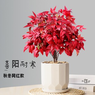 �t��ʯ������ �҃������^�~ֲ���ͺ����B�Gֲ�G����ľ���R�쾰