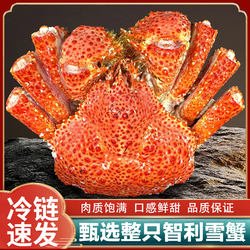 雪蟹整只冷冻海鲜熟冻帝王蟹鲜活水产大螃蟹海蟹蟹腿水产品批发