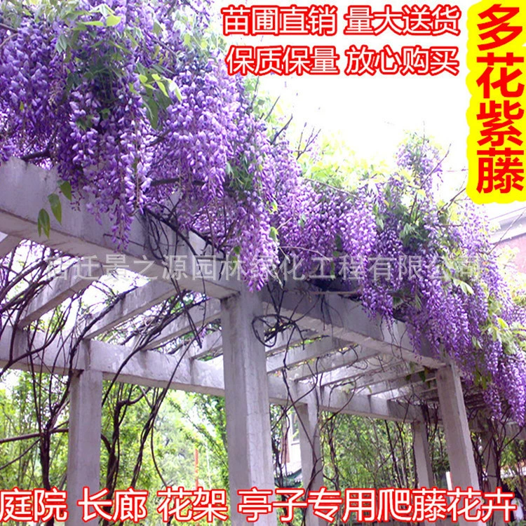 Рассада цветов глицинии оптом рассада глицинии Цветочная Виноградная лоза вьющиеся растения Цветущие в текущем году