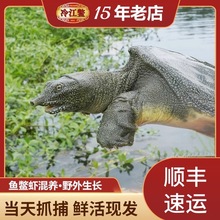 冷江鳖1.5-3斤大甲鱼野外放养生态生鲜活物老鳖中华鳖王八水鱼