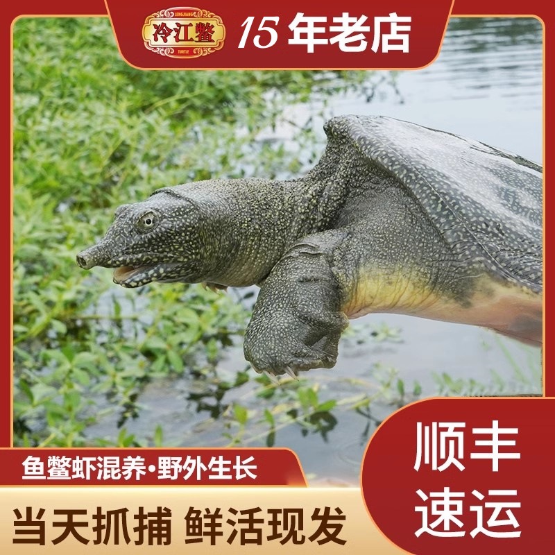 冷江鳖1.5-3斤大甲鱼野外放养生态生鲜活物老鳖中华鳖王八水鱼