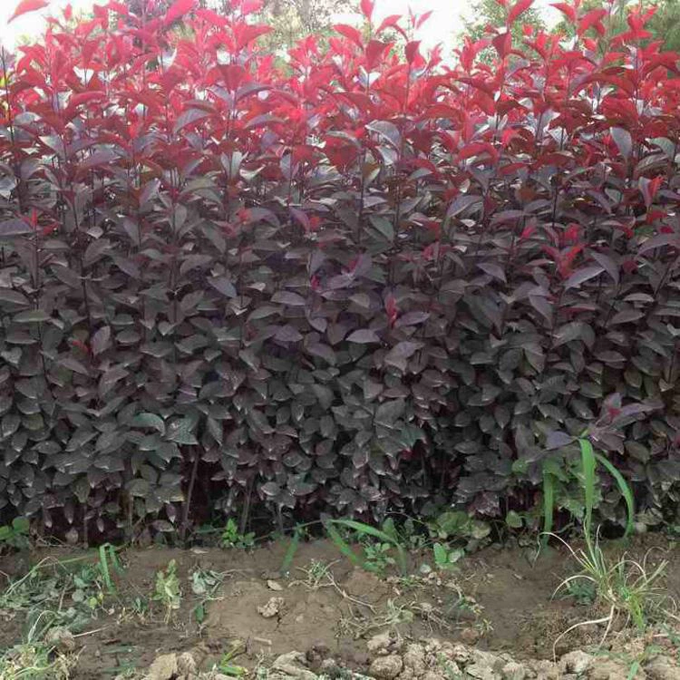 Саженцы фиолетового листа, саженцы гномовой вишни, двор, дом, садоводство, садоводство, инженерия, зеленение, саженцы декоративных деревьев, северные и южные саженцы гномовой вишни