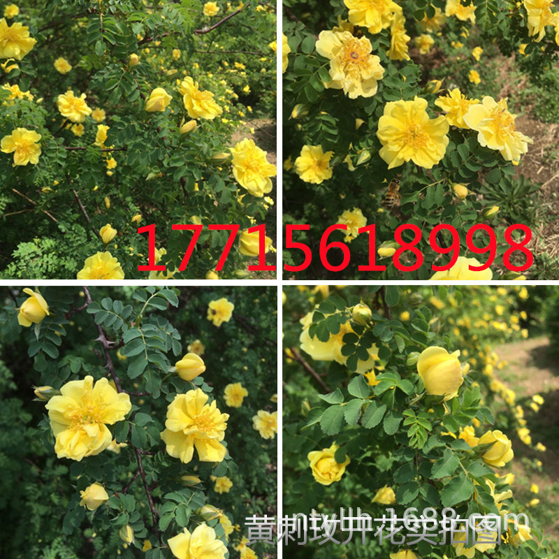 O1CN01rWdQnN1UxW0hlsLNi_!!3682