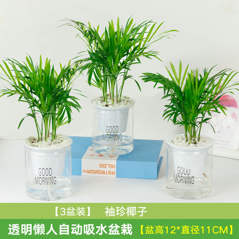 3개 세면대 한정 12.9 포켓 코코넛 포름알데히드 흡수 강력 추천(흡수 세면대)(무료 유화석)