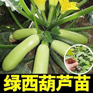 �����F���J�����玧���l؛�ϹϿ���ռ�����ļ����N�����߲����Ȱl