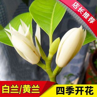 �V�|���m�����԰����m����޽��S���m�S���m���糣�G����ͥԺ����
