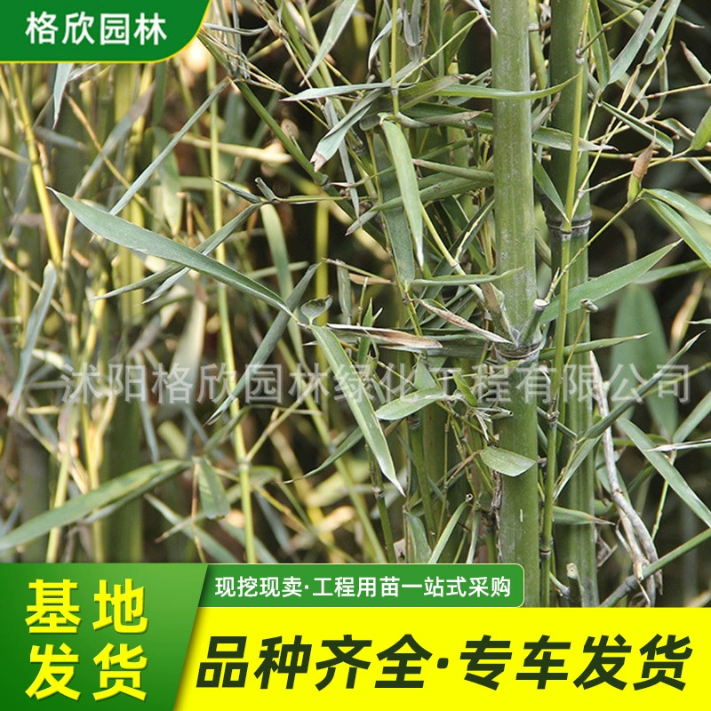 Живот Будды бамбуковые саженцы бамбука в горшках озеленение двора Лиственные растения Четыре сезона Зеленые саженцы бамбука Золотой инкрустированный нефрит бамбук Луохан Бамбуковый бонсай