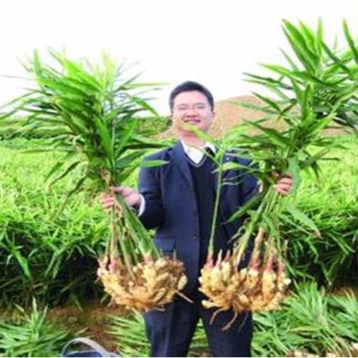 厂家销售黑色片状海藻精 大量水溶肥蔬菜伴侣叶面喷施肥海藻精