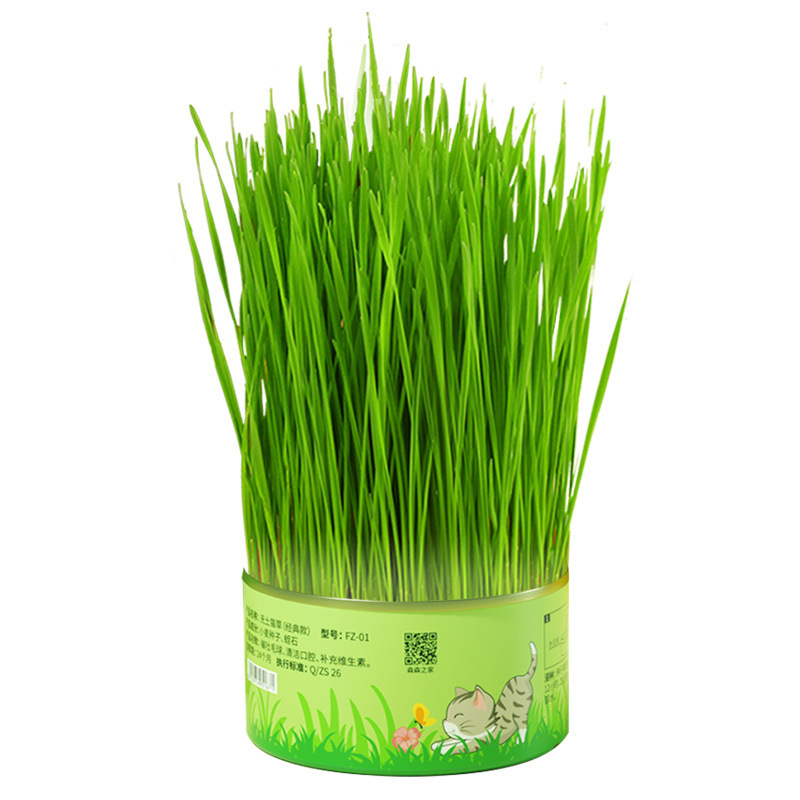 Sensen Cat Grass Wholesale Hydroponic Wheat Rye Cat Snacks Potted Set Canned Cat Grass Wholesale Delivery