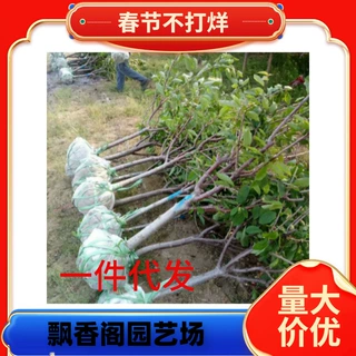 红妃樱桃苗 南方甜樱桃树苗 可盆栽地栽大樱桃 当年结果苗