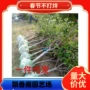 南方地栽盆栽大樱桃樱桃苗