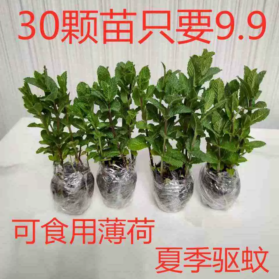 Мята в горшке растение съедобный свежий лист мяты домашний офис балконное растение средство от комаров очистка воздуха зеленое растение