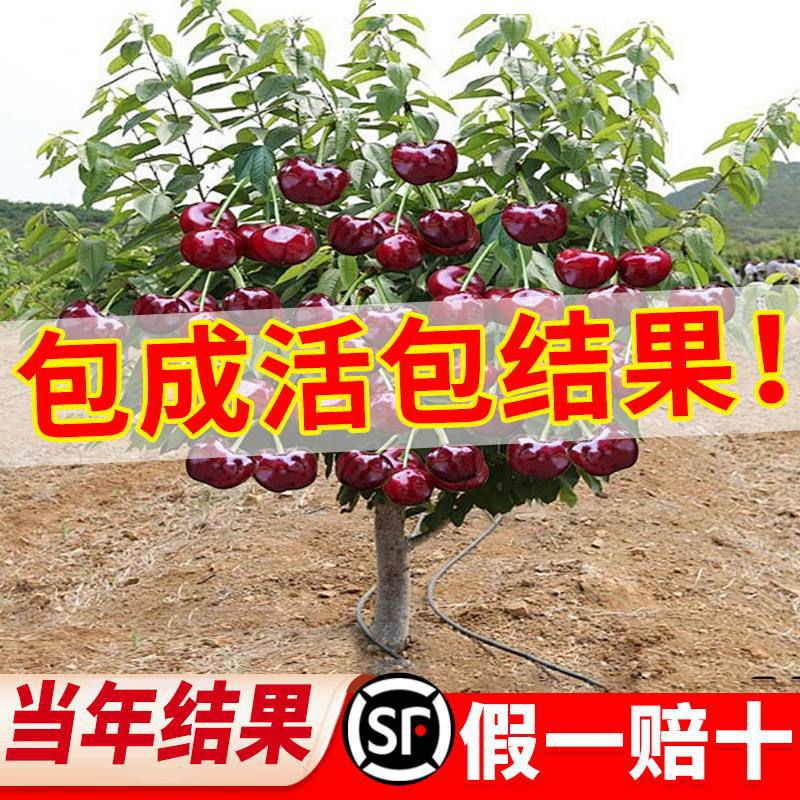 车厘子树苗正宗樱桃树四川矮化盆栽特大号南北方种植耐寒庭院果树