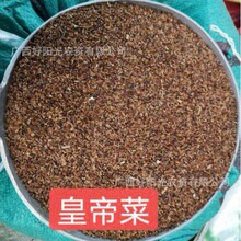 ɢ�b�N�ӻʵ۲�С�~���ﻨ�~���������@�̨����¶��